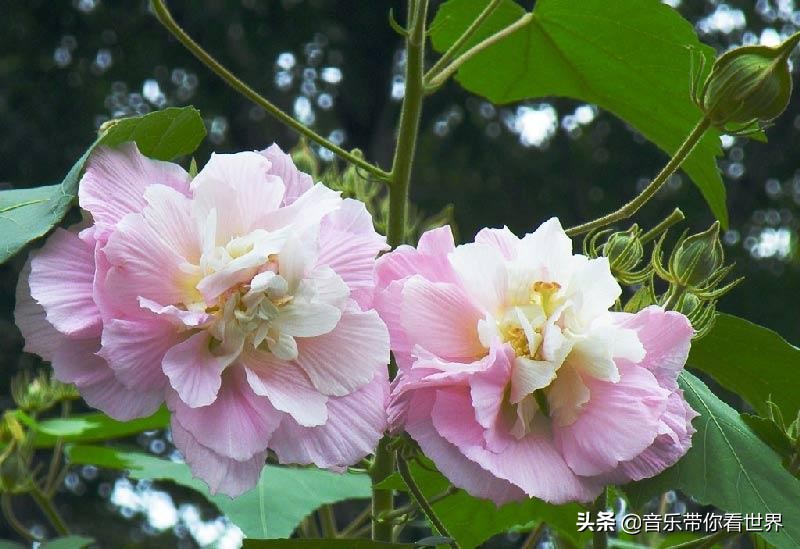 中国各城市市花图片简介,各个城市的市花有哪些