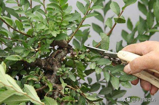 想要植物长得快怎么做,想要株型完整的树如何修剪