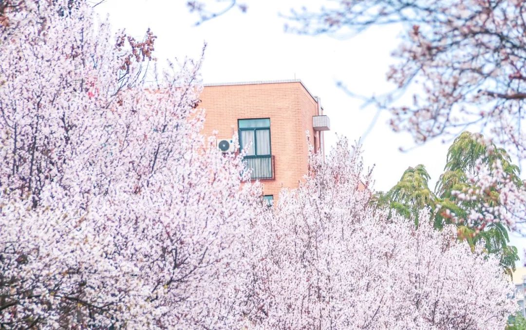 西南民大值得去读吗,西南民大是什么级别