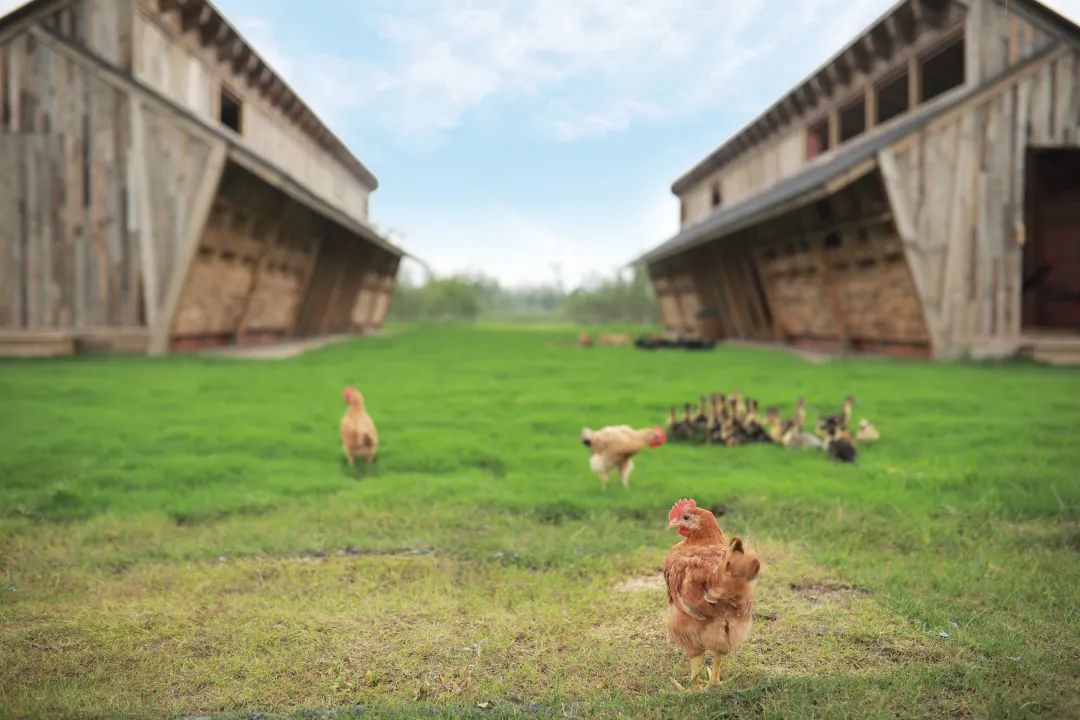 美到犯规！这个500亩的有机庄园，成三产融合教科书