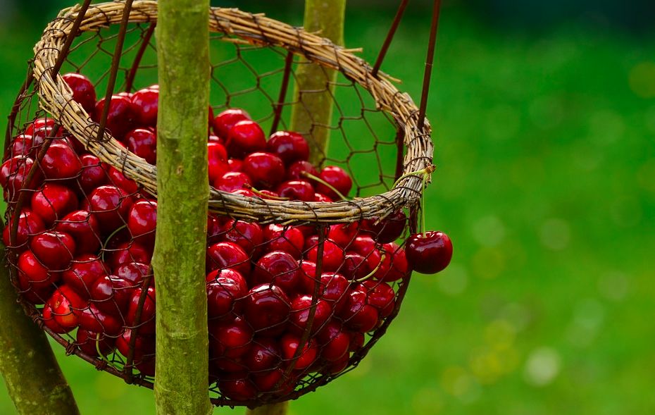 这么贵的车厘子一定要吃出高级感,这么贵的车厘子值得买吗