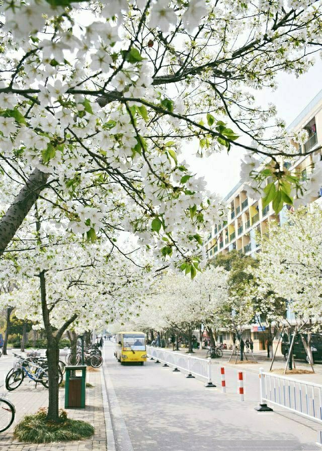 这所位于徐州的部属“国字号”大学知名度低，校园却美到不可胜收