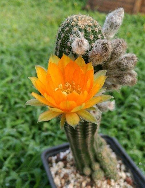 101仙人球,101个仙人球品种