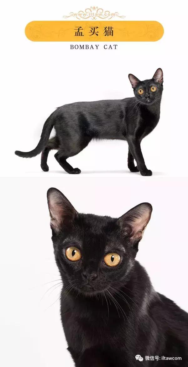 搜猫咪各种图片,世界猫咪图录