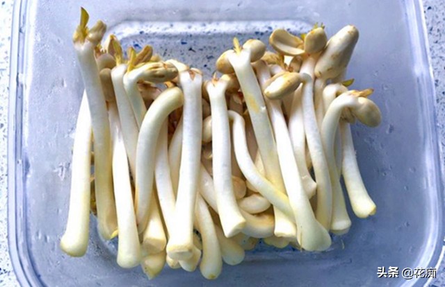 好吃新鲜花生,怎么发花生芽又粗又嫩