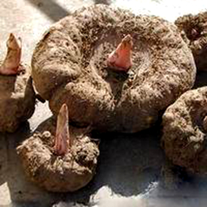 有毒但是很鲜的鱼,有毒但是可以治病的草