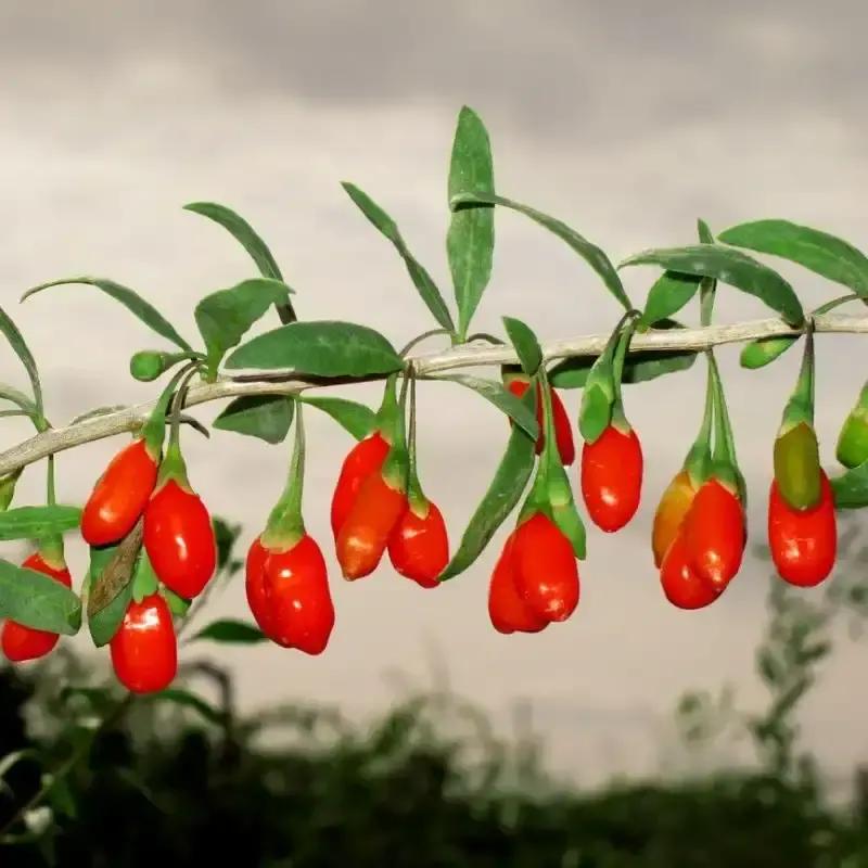 小刘教你护肤,3招教您选枸杞