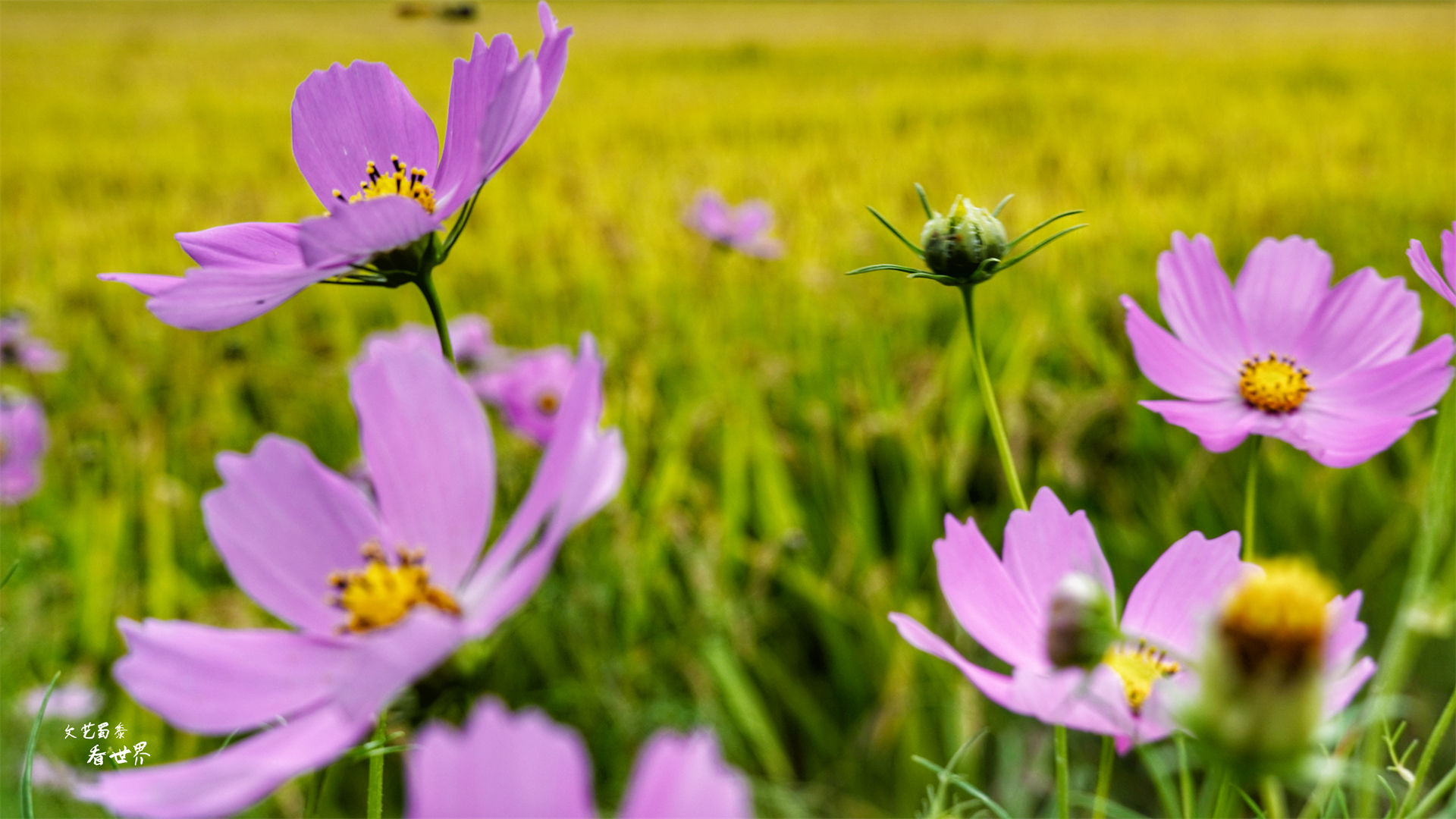沈阳稻梦空间在哪个位置,沈阳市稻梦空间门票