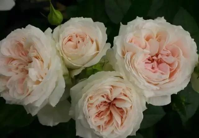 每天学习一点点各种花代表的花语,每天学习一朵花知识