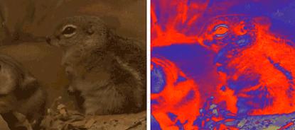 树懒那么慢,蛇一口一个准,为何还没被吃绝?树懒:它找不到我