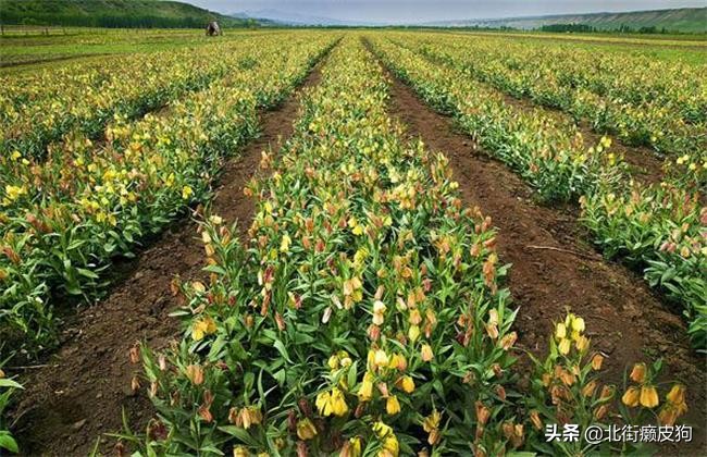 农村年轻人致富小妙招,农村发家致富的小项目