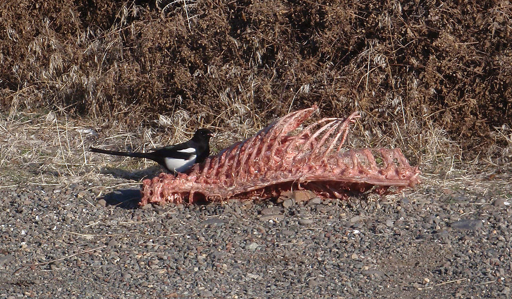 喜鹊偷吃鸟蛋被发现,喜鹊为什么要杀小鸡