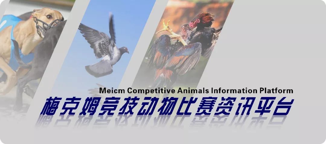 赛鸽训放消化功能减弱,赛鸽腺病毒后如何继续训放