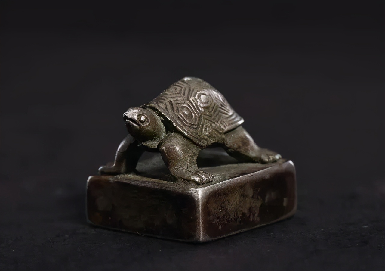 乌龟从神兽到王八,记录我们家小神兽成长历程