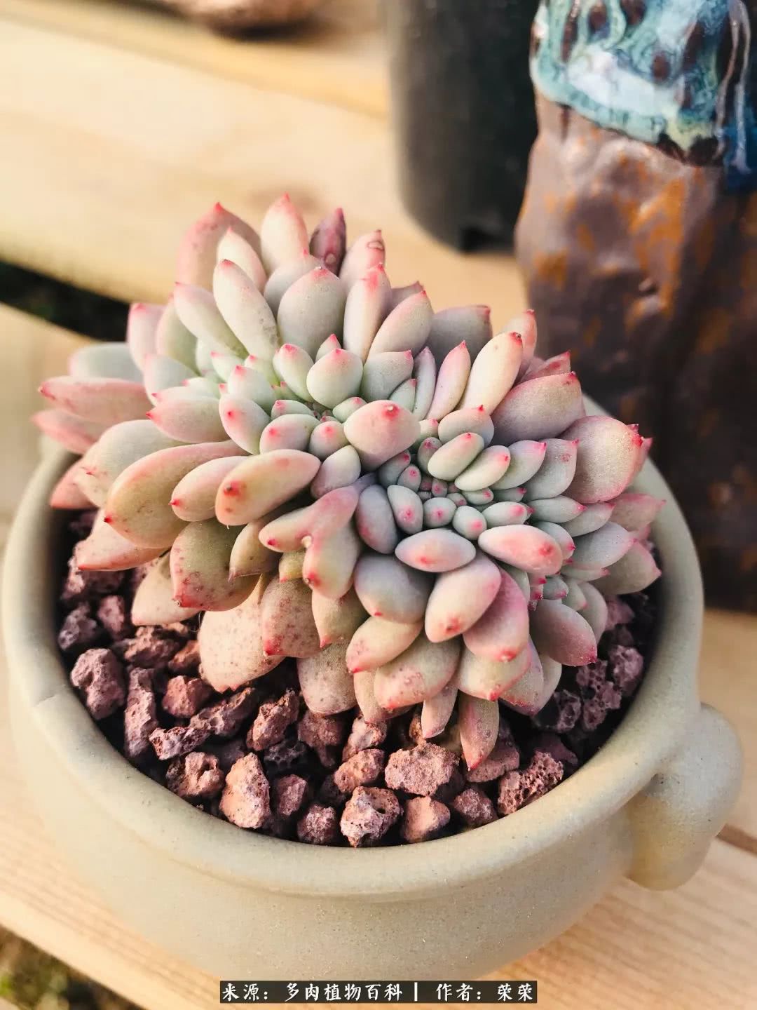 我在包邮区养肉，附多肉越冬度夏养护建议！