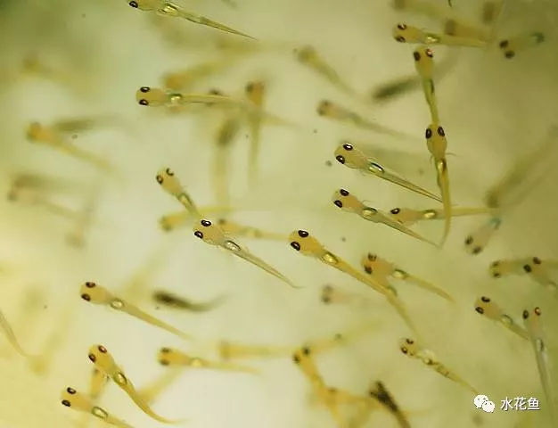 水花鱼苗是什么样子,如何识别水产用小球藻真伪
