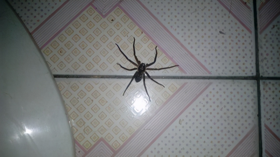 昆虫学家杀蚊子,蜘蛛为什么不能杀死