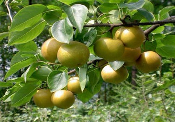 沙梨怎么种植打什么药,沙梨种植高产