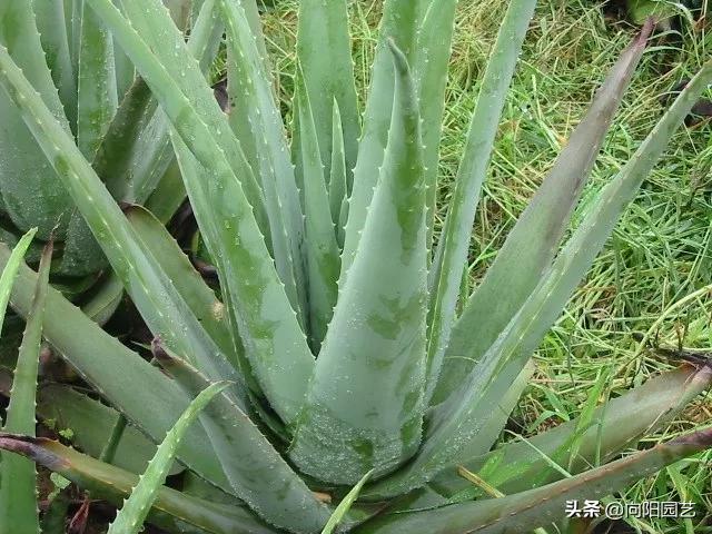 养芦荟有什么妙用,芦荟叶子用什么擦好