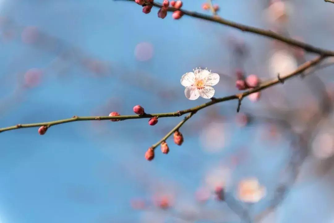 闻香寻梅最新图片,闻香寻梅最新视频
