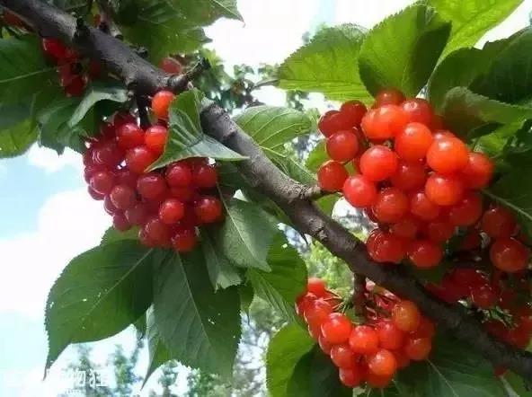 收藏！吐血整理《2019攀枝花大全》，看完秒变“地道”攀枝花人~