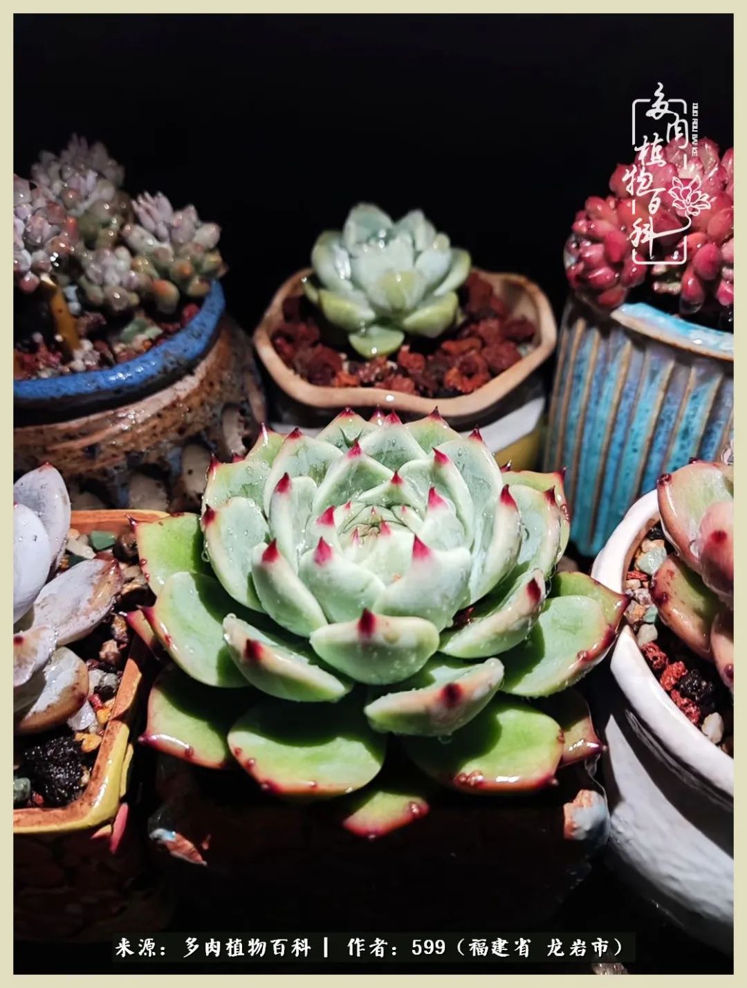 生活需要努力也需要花草,所有的热爱都需要不遗余力图片