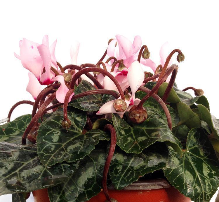 如何养好仙客来,如何把养了两年的仙客来养好