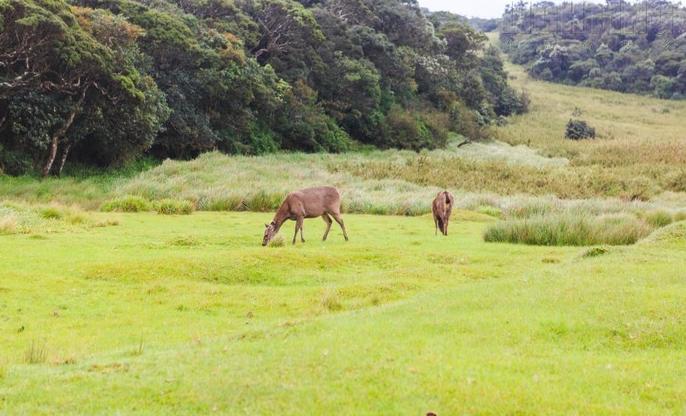 斯里兰卡是印度半岛的一滴泪,斯里兰卡被誉为印度洋上的眼泪