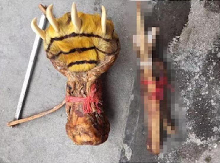 虎骨作假工艺,假虎骨揭秘