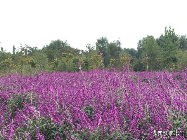 襄阳薰衣草庄园,襄阳薰衣草庄园在哪里呀