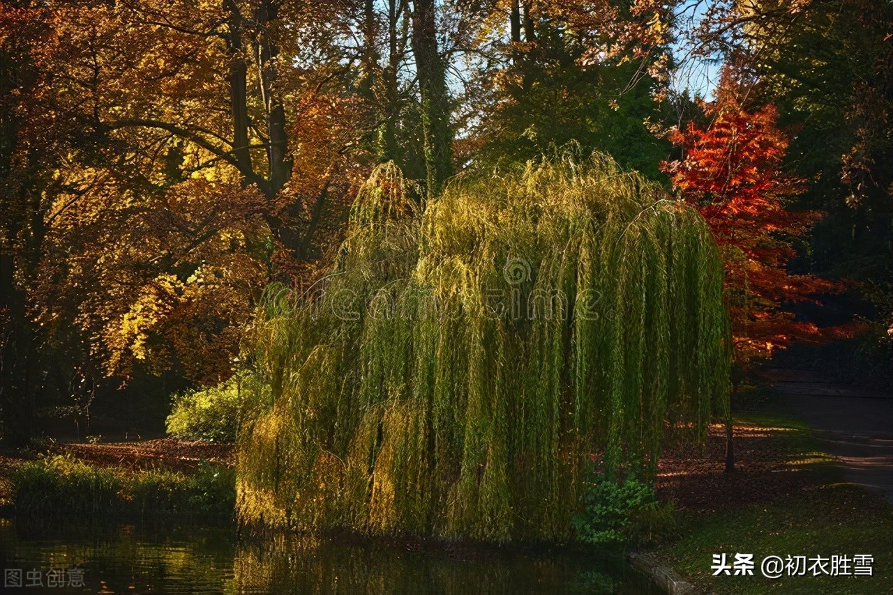 清美柔韧秋柳古诗四首,依旧明年二三月,小金山上看鹅黄