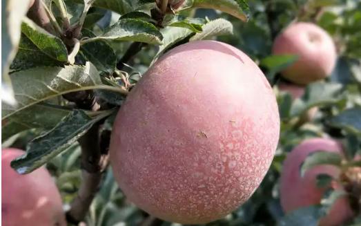 以前的老苹果品种,苹果的老品种有哪些