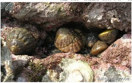 大连海鲜吃货,大连海鲜的种类
