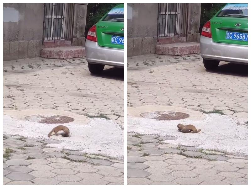 黄鼠狼武汉灭鼠,黄鼠狼为什么会被灭鼠