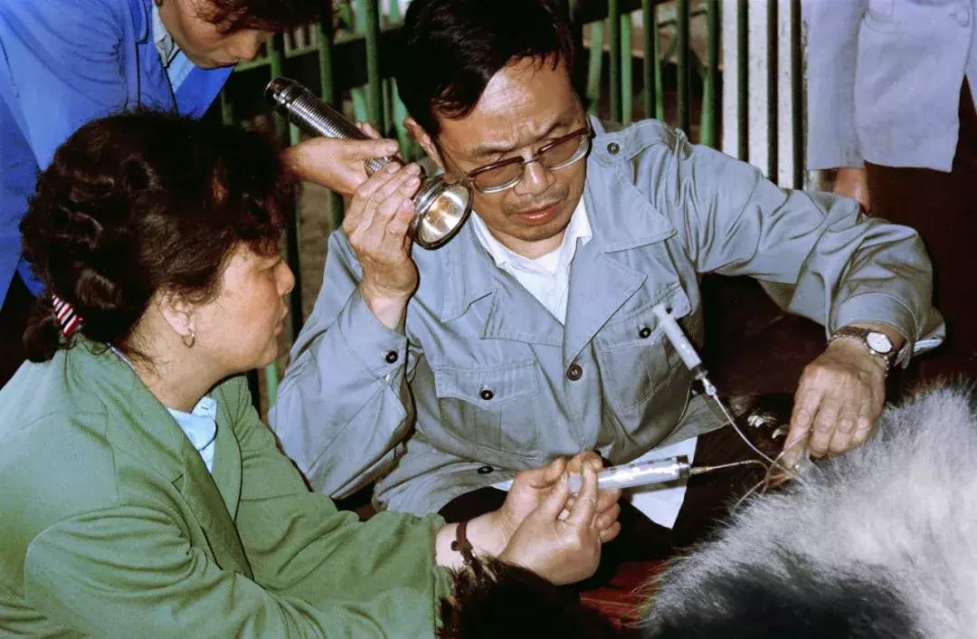 熊猫萌,熊猫萌啦