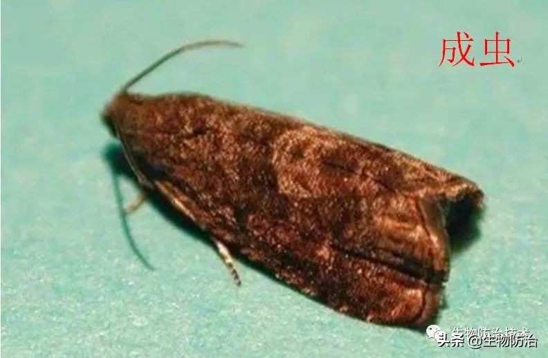 蛀干害虫是钻蛀害虫吗,果树枝干钻蛀害虫图片