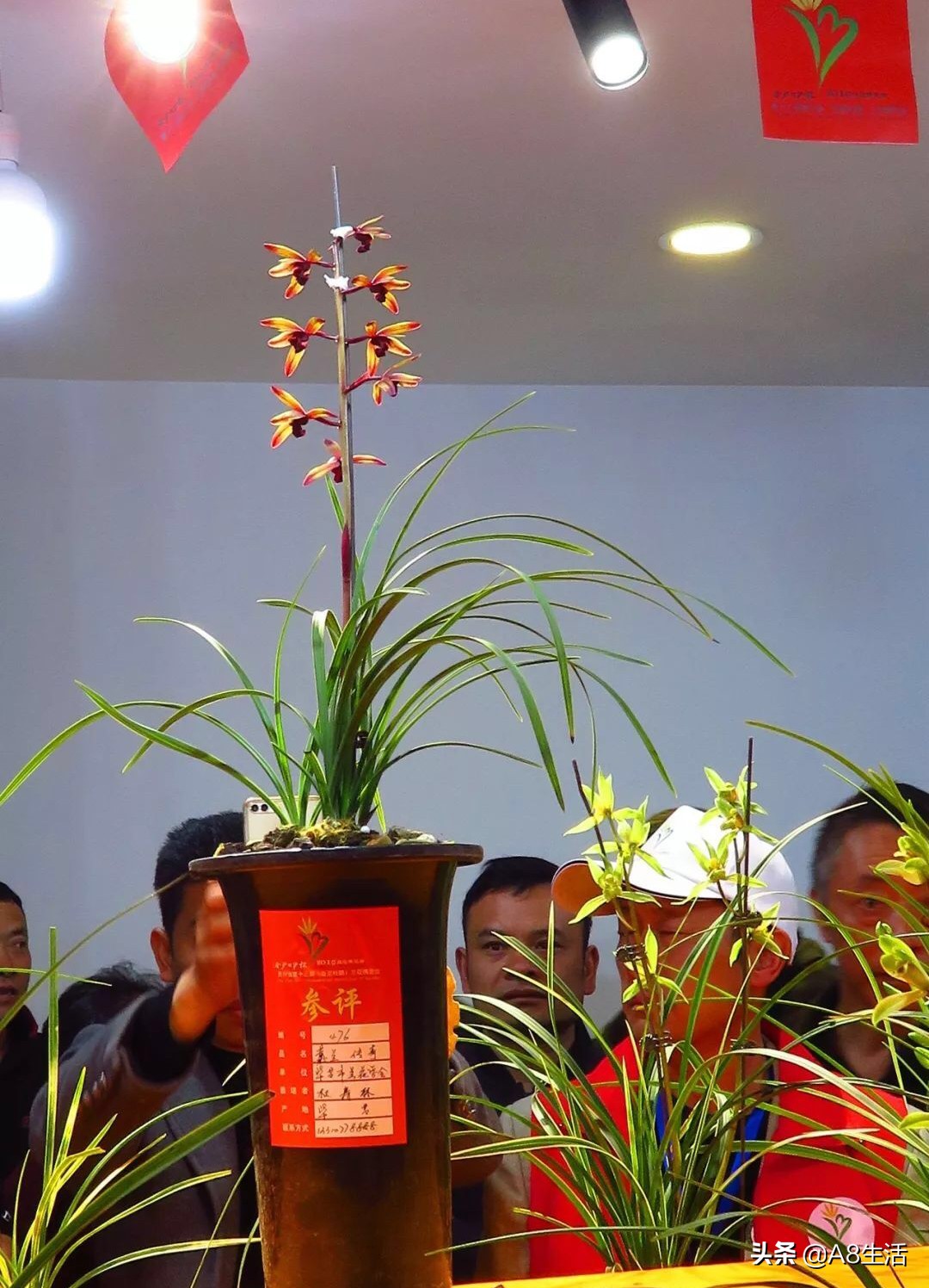 兰花蕙兰绝品传奇,每日一品茶叶