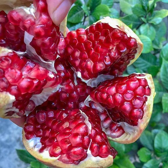 红色宝石树图片,红色宝石