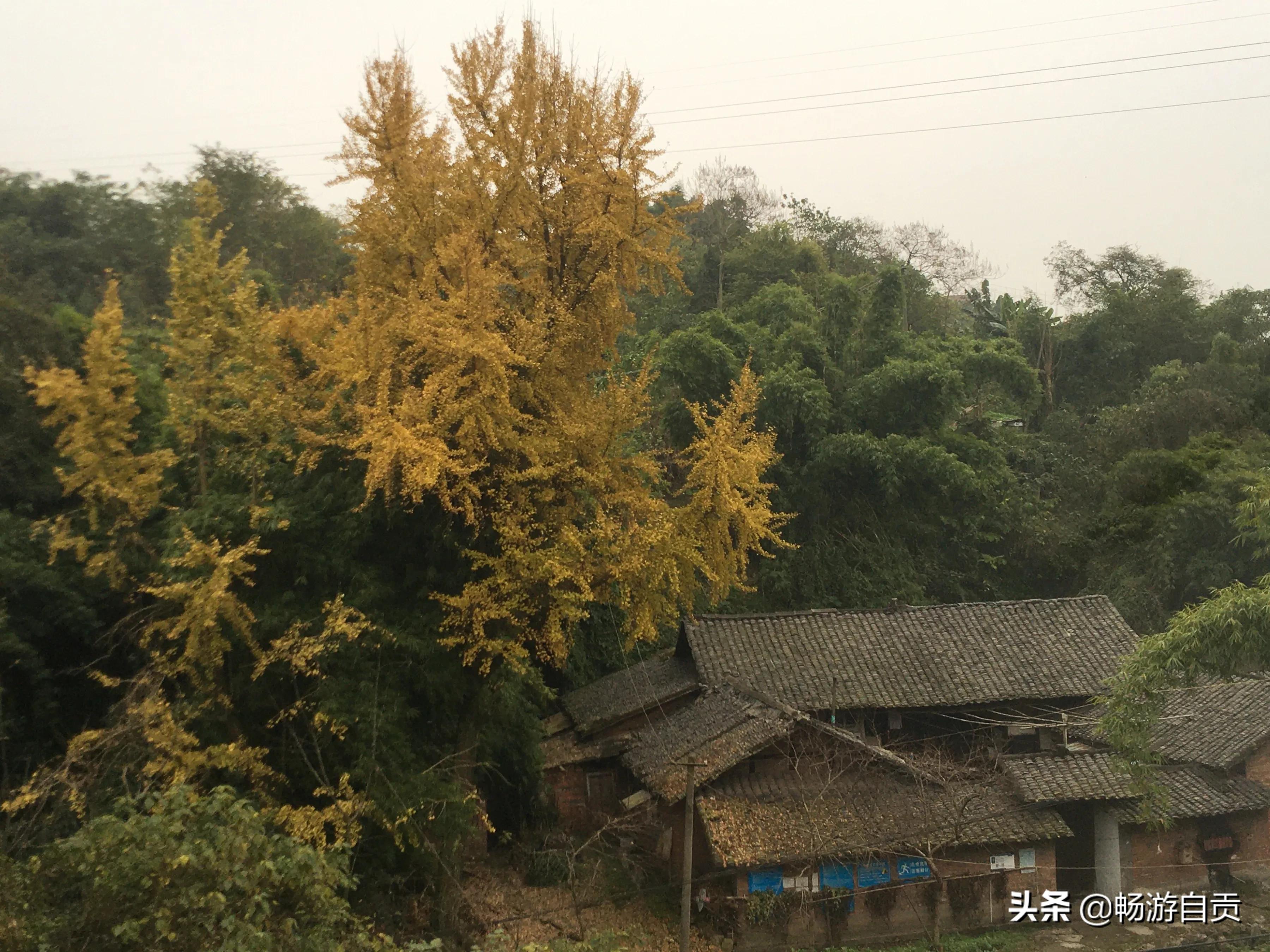 恰逢仲冬季节，追寻自贡唯美黄金叶