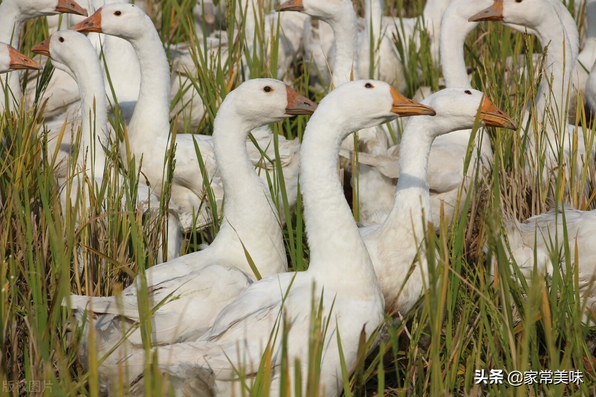 中国四大名鹅菜,中国的鹅有几种