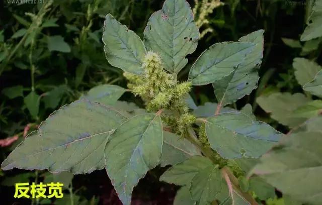 田间杂草认不清来看高清大图,常见田间杂草图片