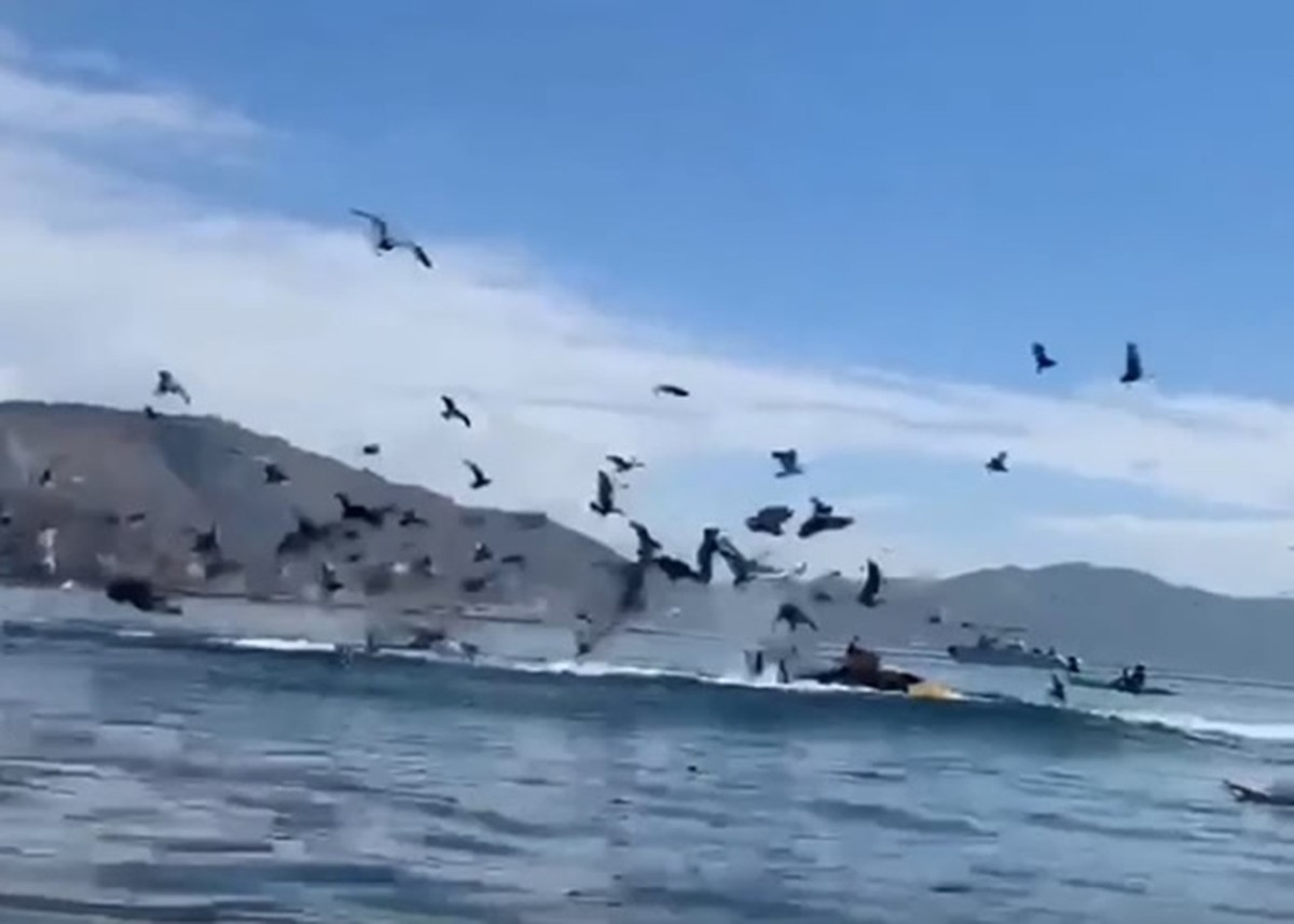 11月2日，两人险葬身鲸腹，其实，百年前曾有人被鲸活吞一日夜