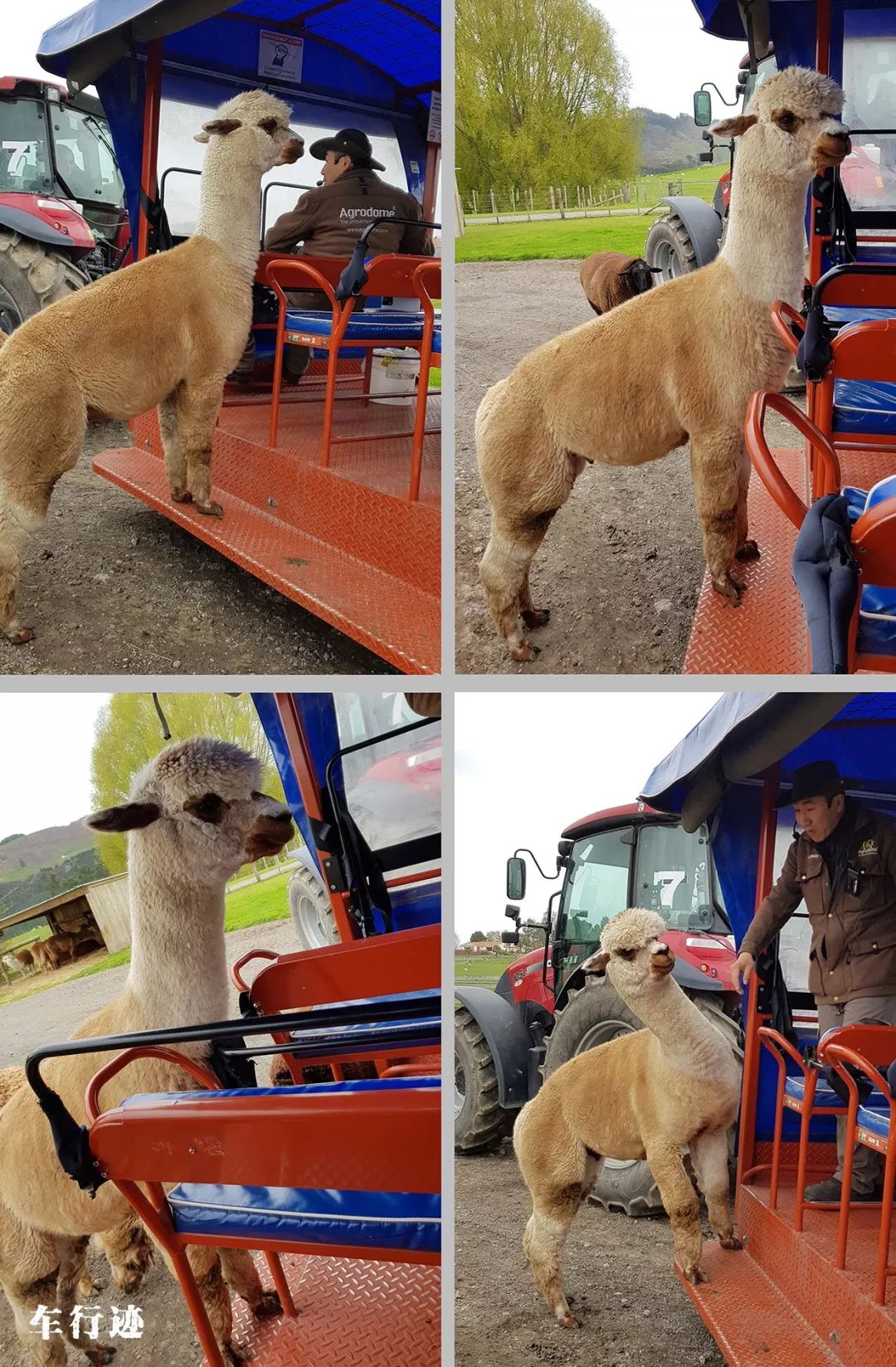 穿越新西兰北岛,新西兰北岛的真实生活最新