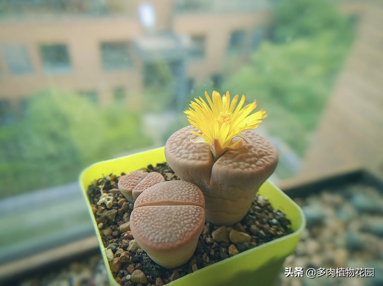 生石花怎么养才开花,生石花开花看大小还是看年龄