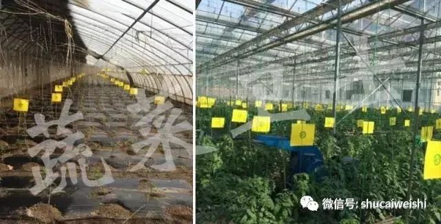 番茄黄头病的治疗方法,番茄黄头最好的治疗方法