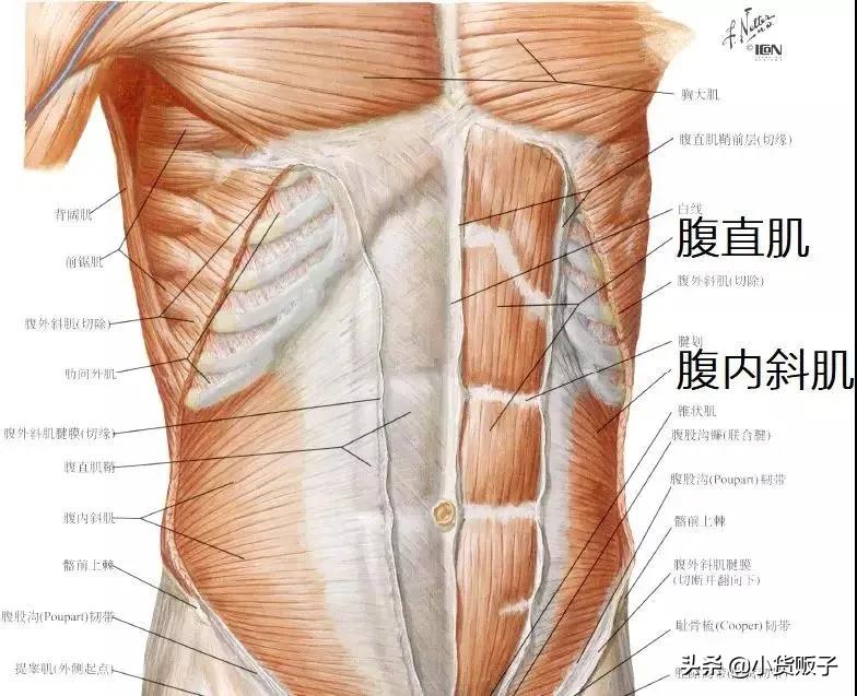 内脏下垂、子宫脱落、漏尿…今天和你一起说一说束腰的危害