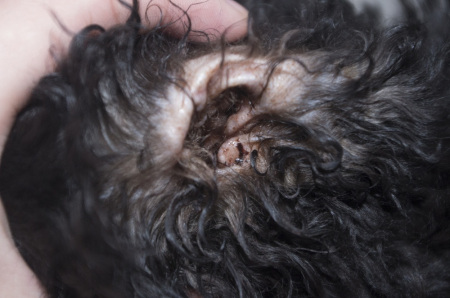 贵宾泰迪泪痕是什么样的,白色贵宾犬泪痕多