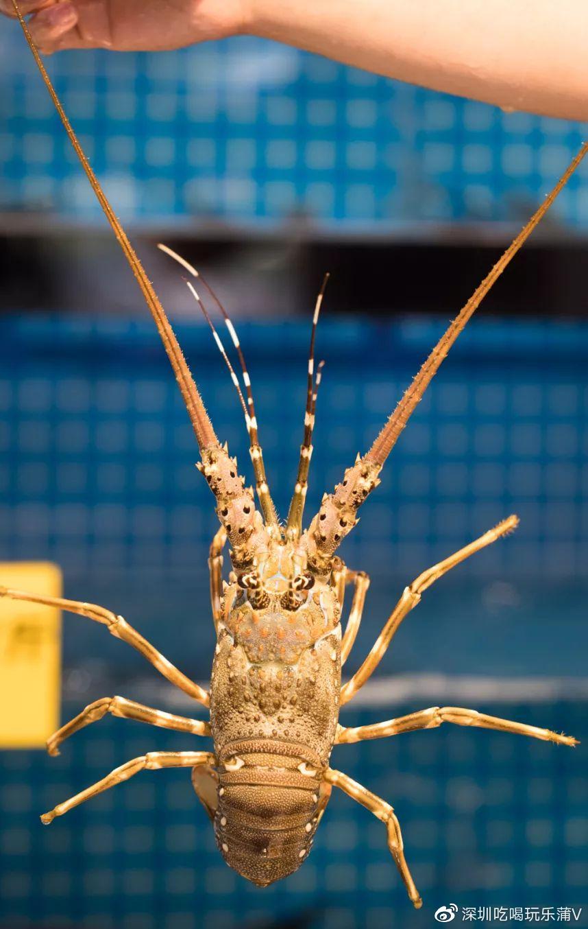 宝安人的顺德饭堂,生蚝用木桶蒸,还加黑松露
