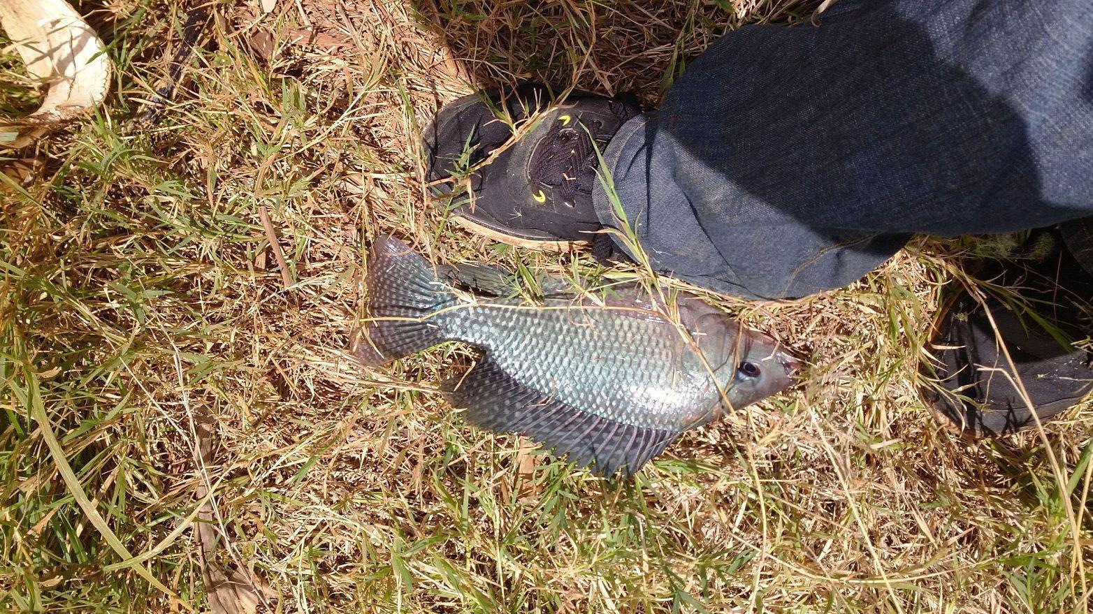 大罗非习性与垂钓方法,罗非习性与垂钓方法