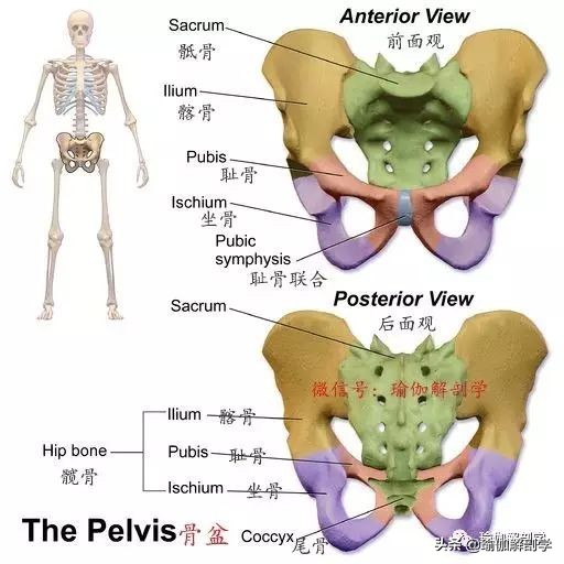 练瑜伽不会盘腿怎么办,练瑜伽髋不正位怎么办